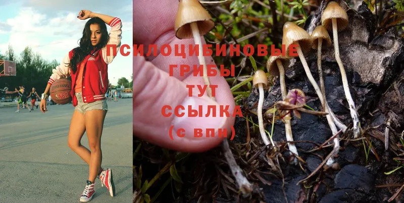 Галлюциногенные грибы Psilocybine cubensis Сосновый Бор